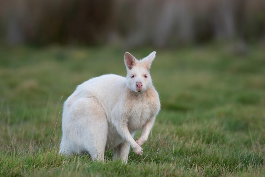 wallaby