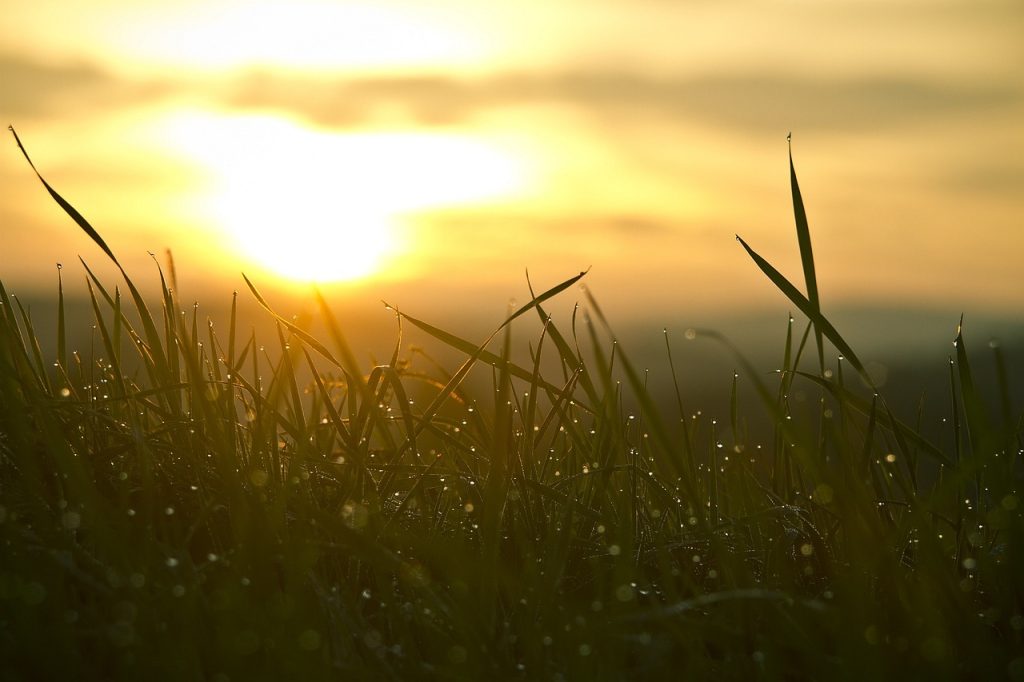 grass