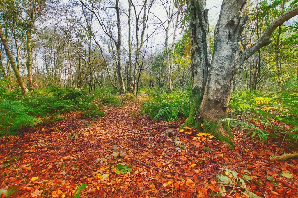forest