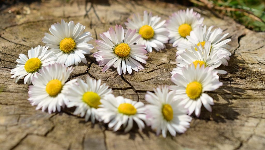 daisy