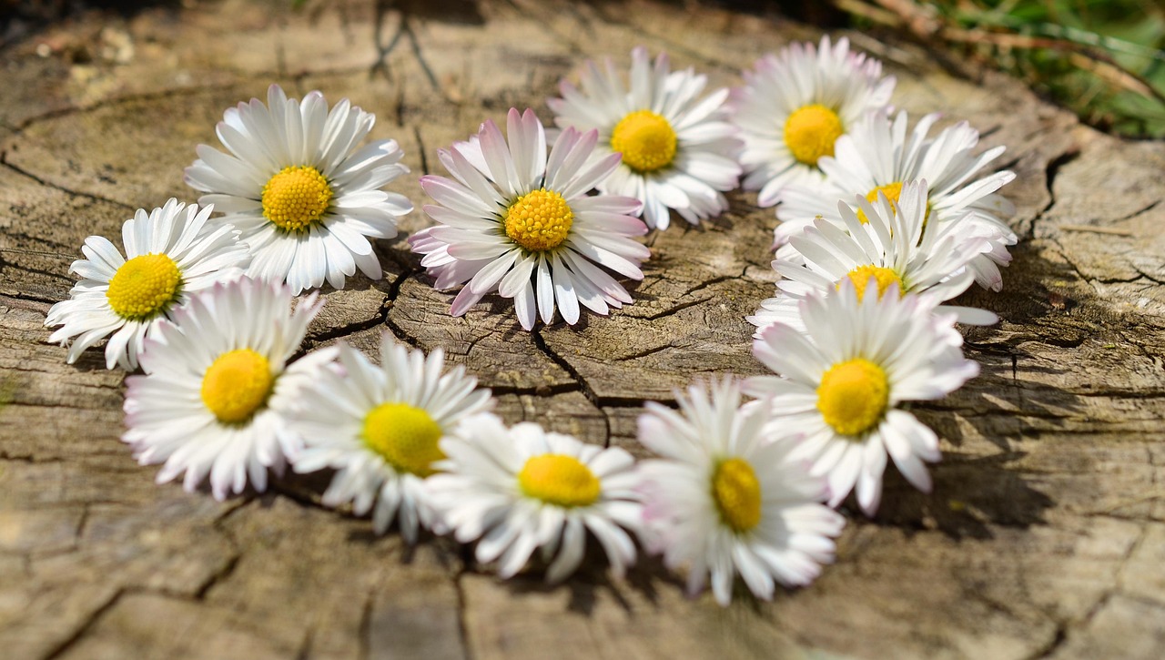 daisy