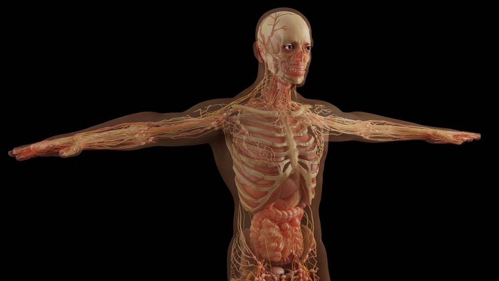 anatomy