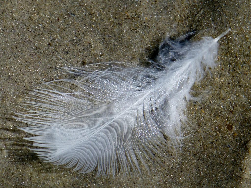 feather