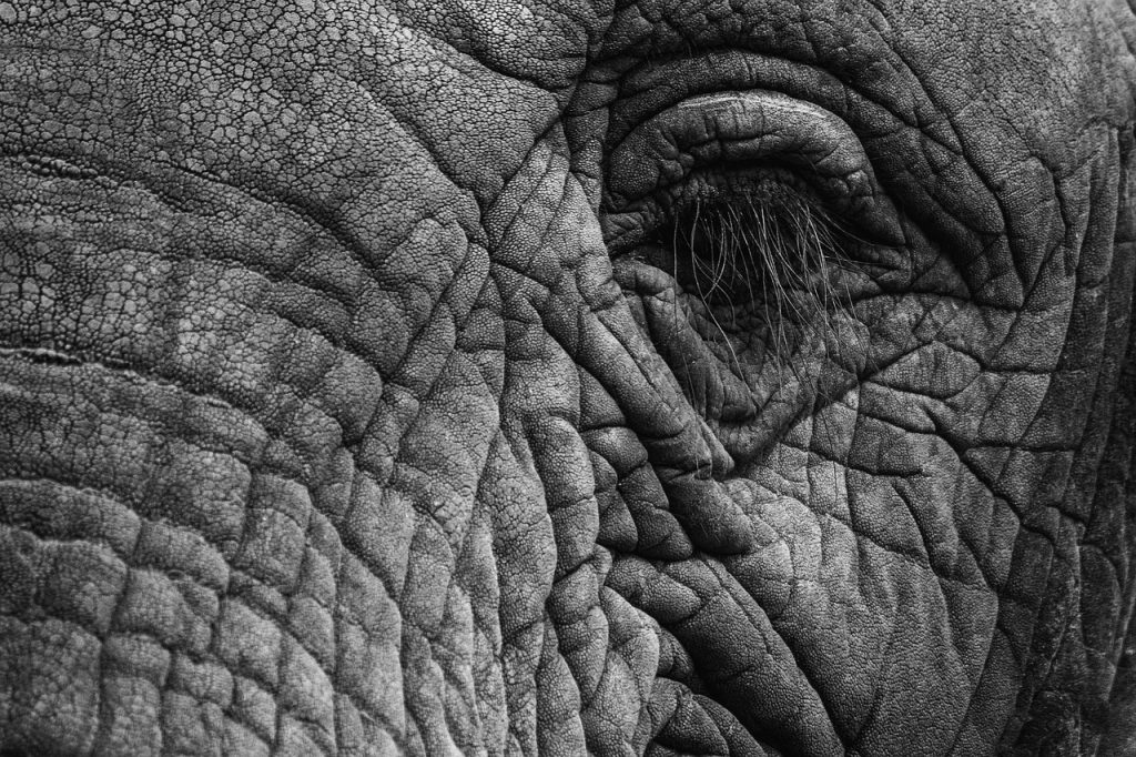 elephant