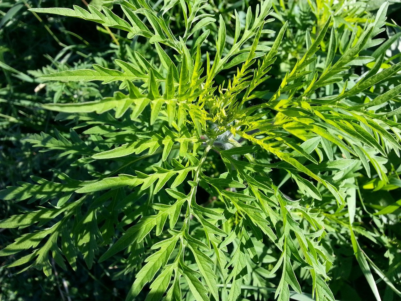 ragweed