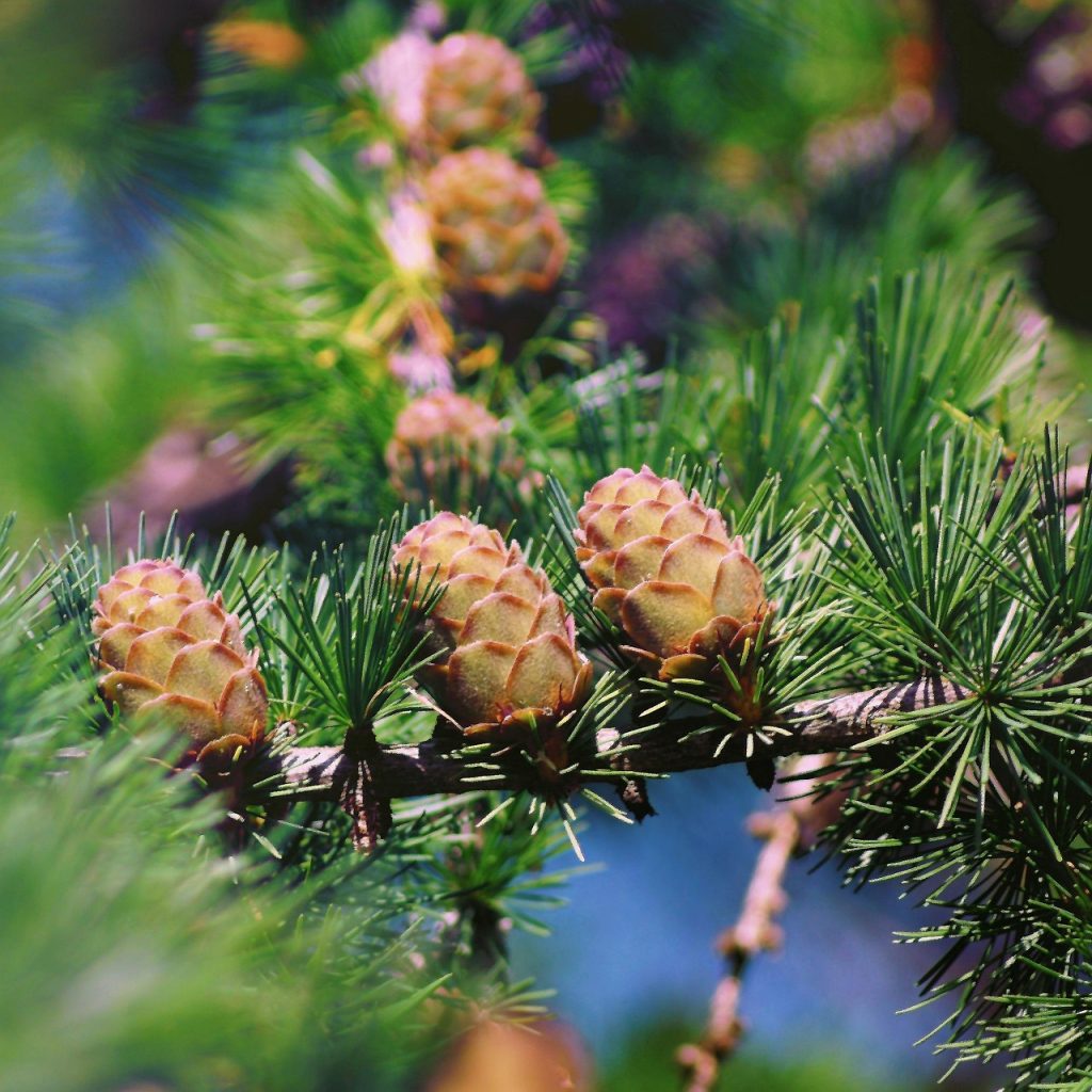 larch