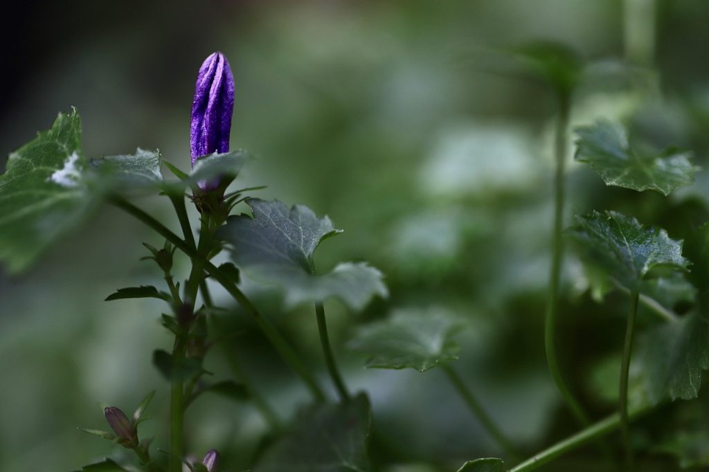 bellflower