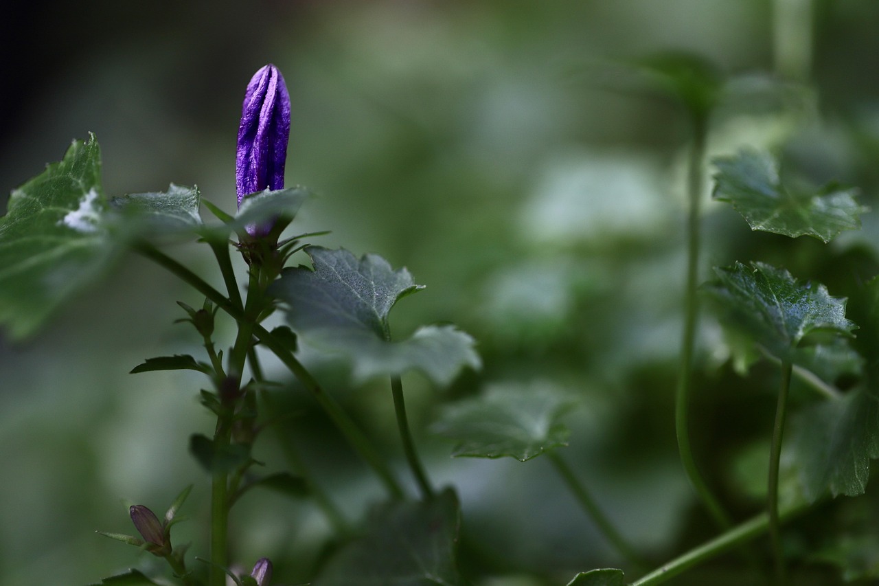 bellflower