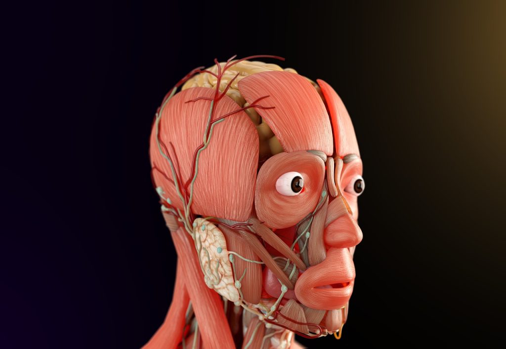 human anatomy