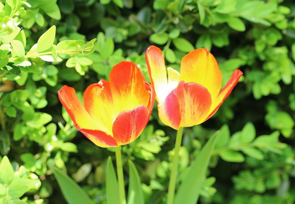 tulips