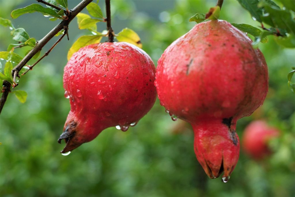 fruit