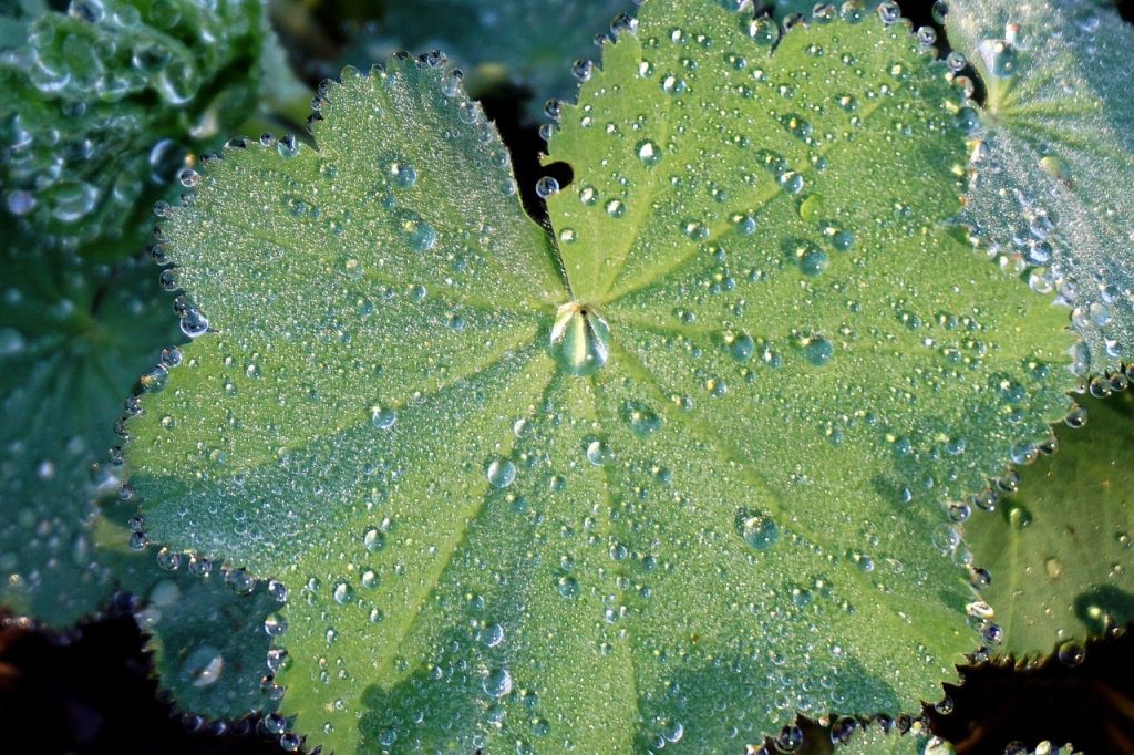 leaf