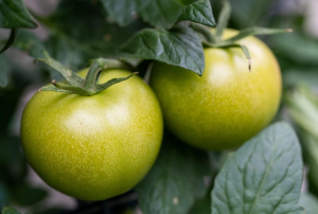 tomatoes